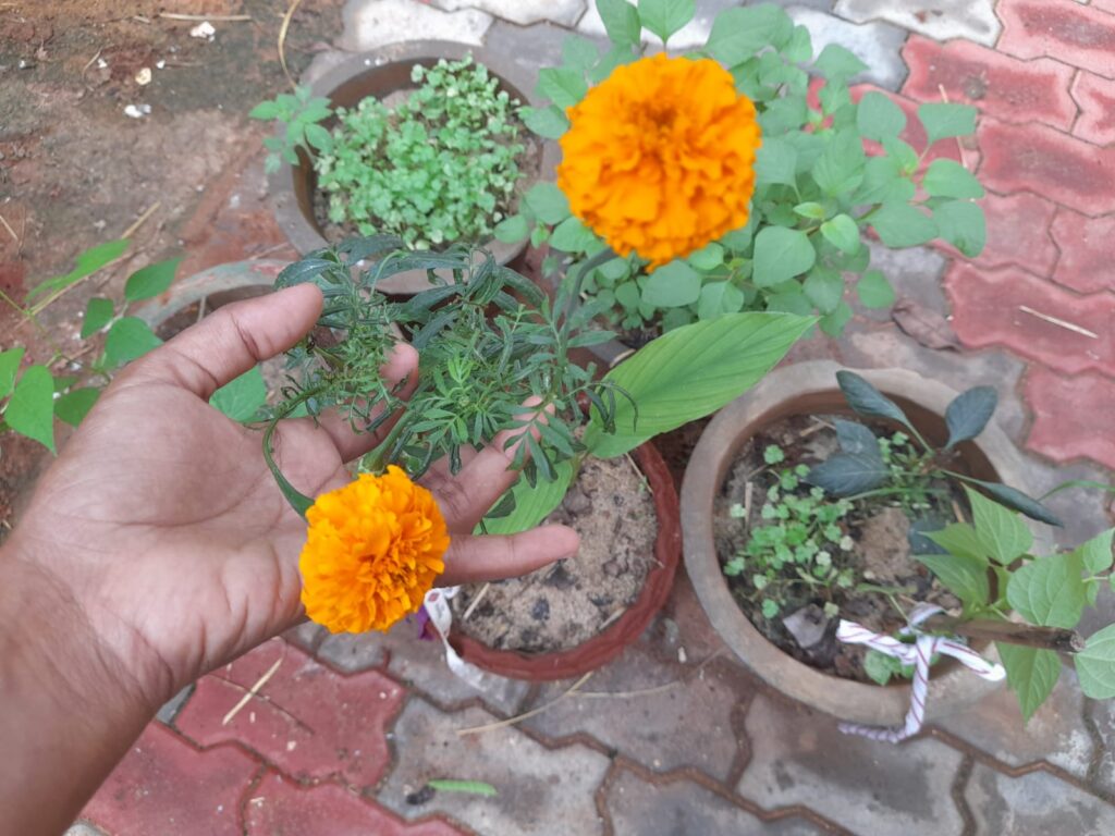 marigolds