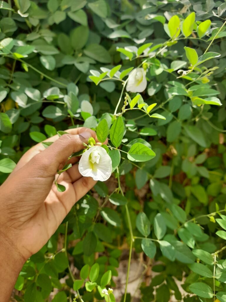 grow butterfly pea flower