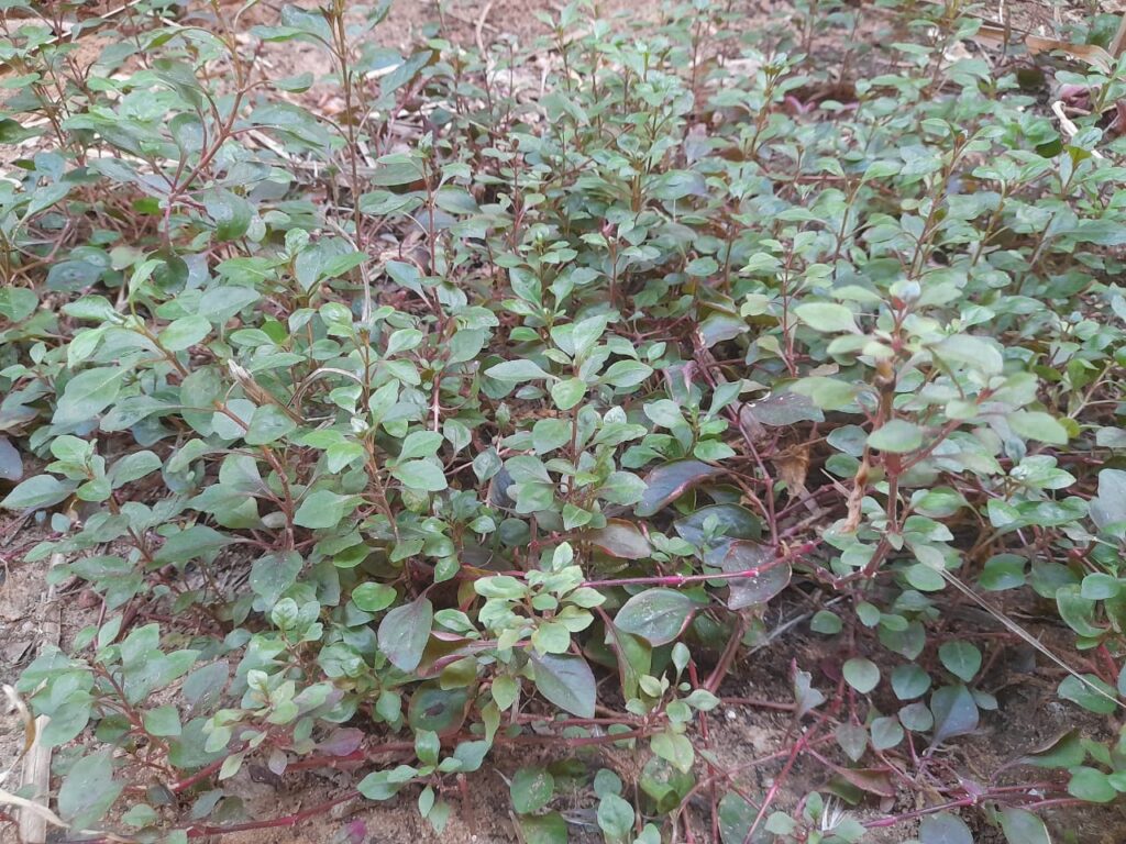 copper leaf spinach a cover crop