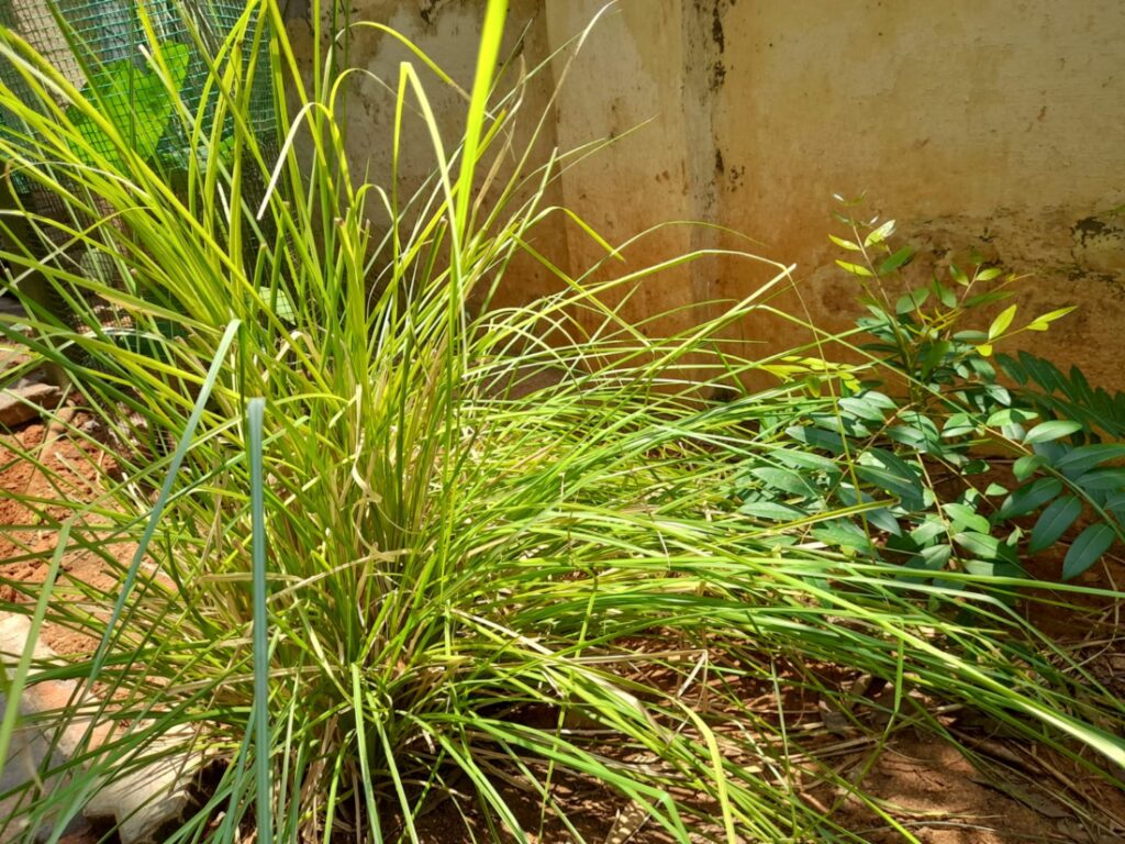 planting vetiver grass