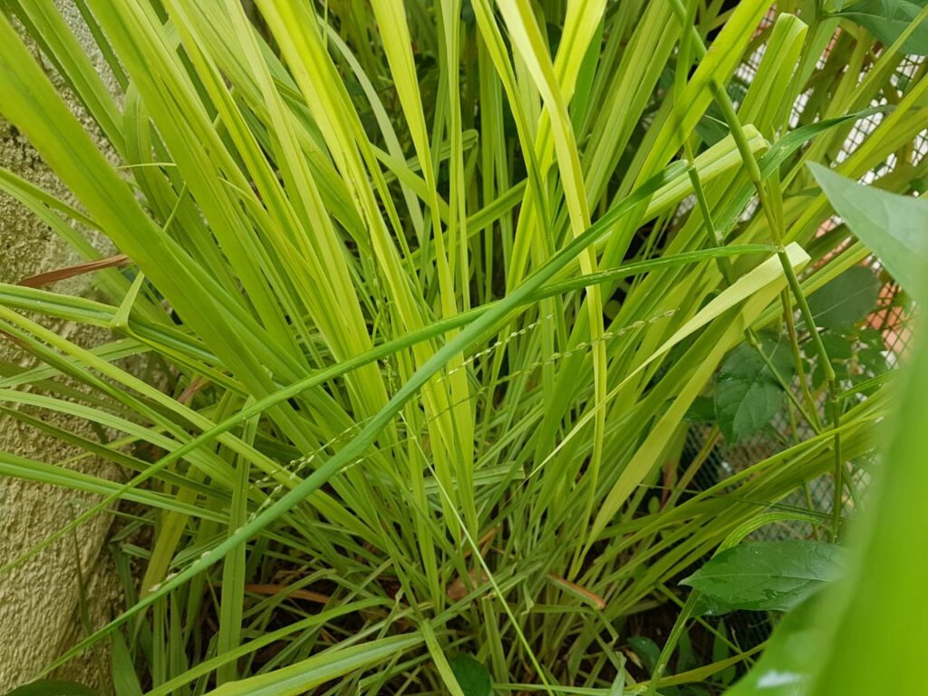 lemongrass