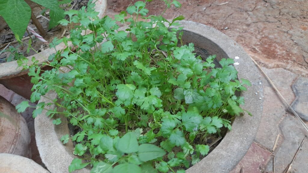 cilantro