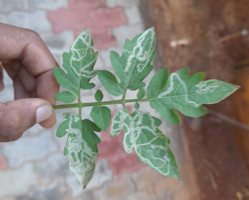 leaf miners