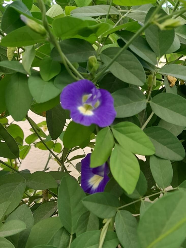 butterfly pea