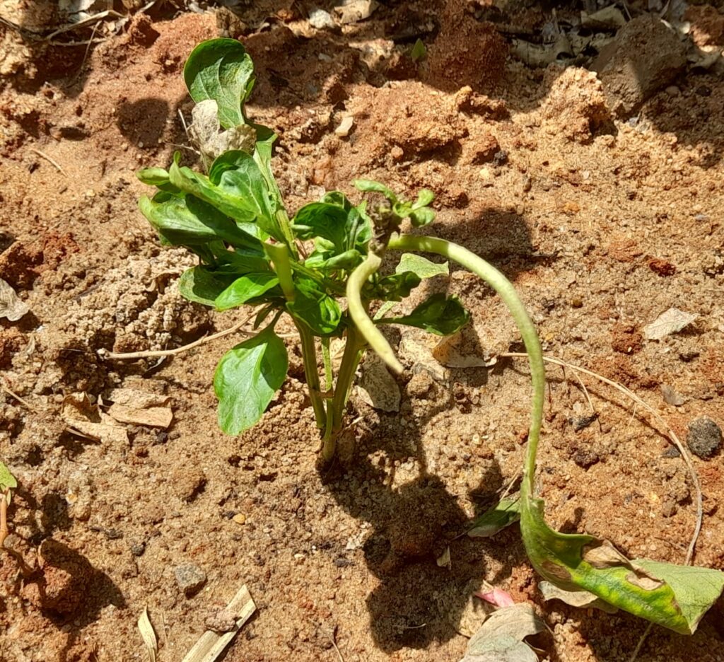 wilting plant