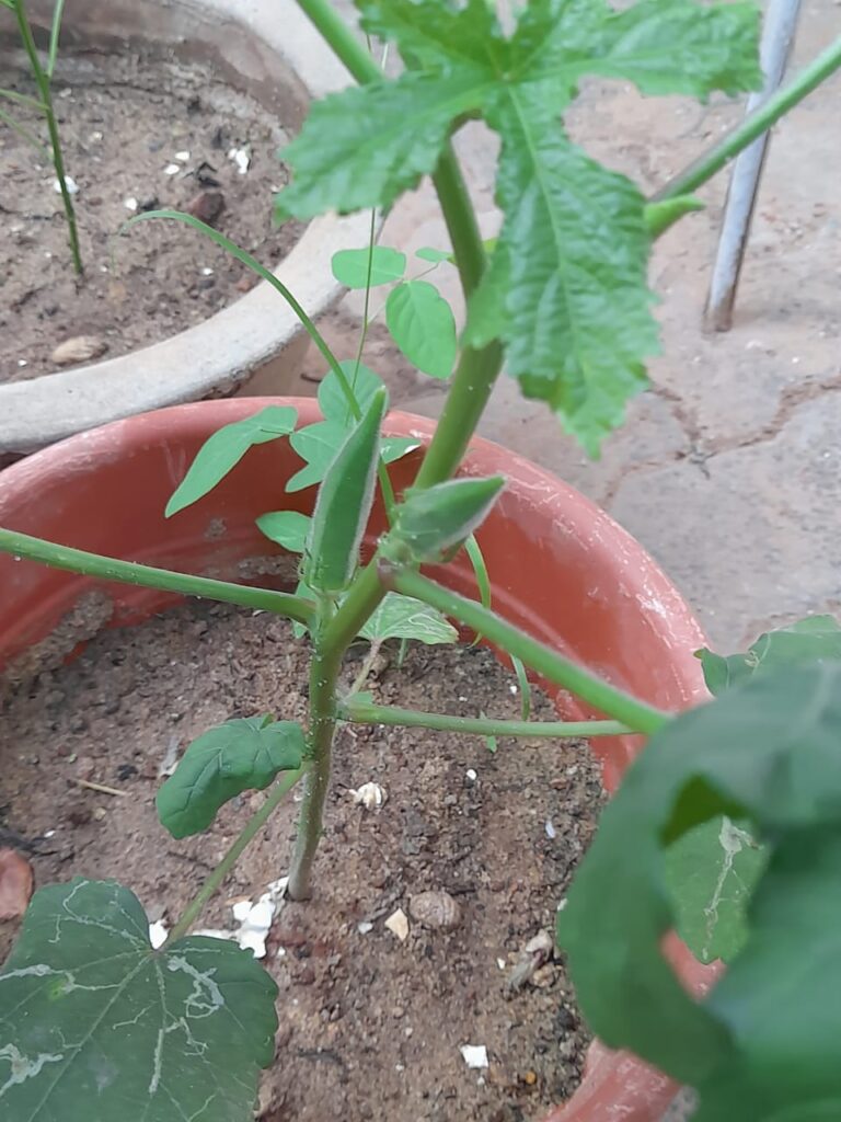 okra plant