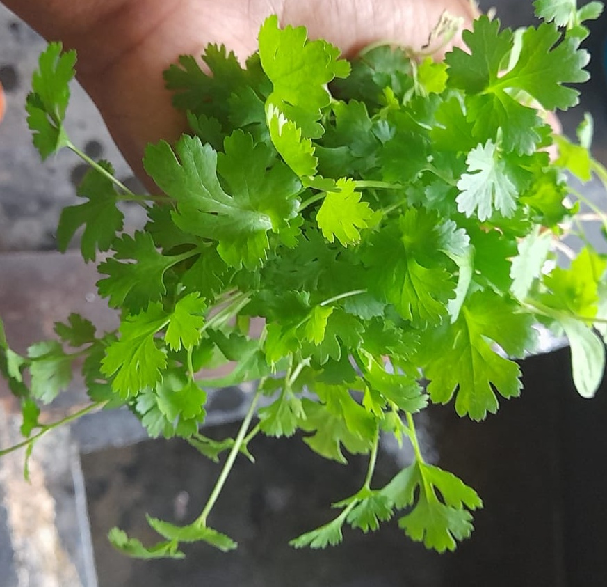 coriander