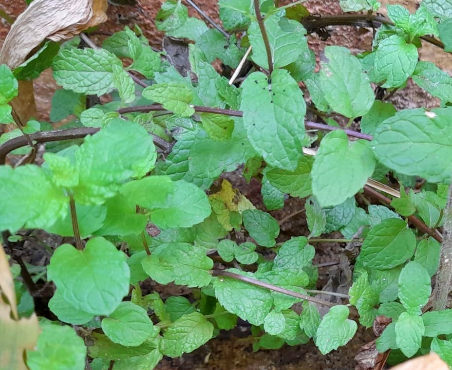 herb garden