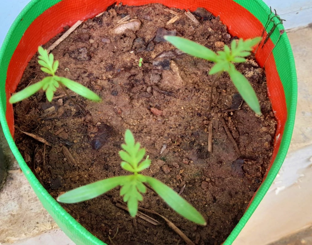 cosmos seedlings