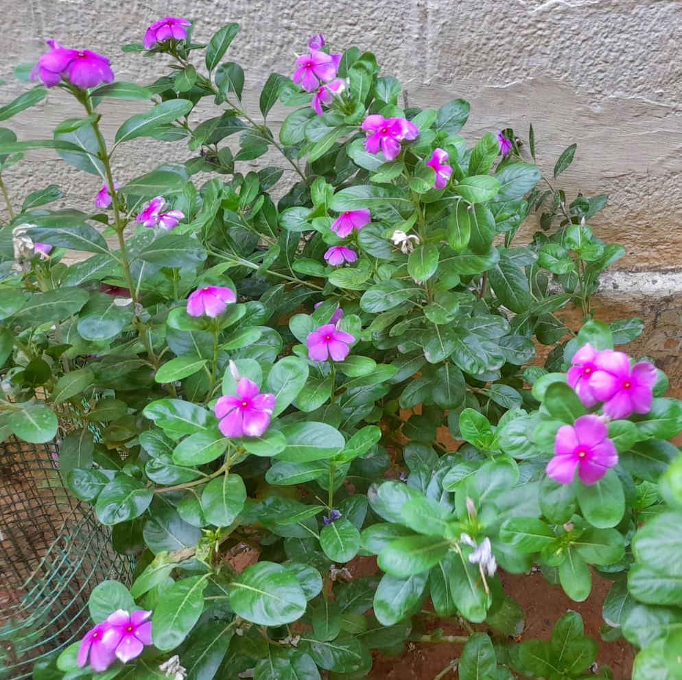 flowering in plants