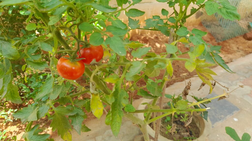 plant tomato seeds