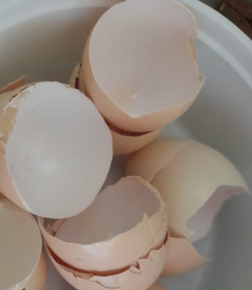 eggshells