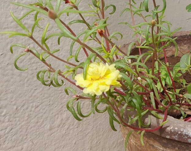 portulaca