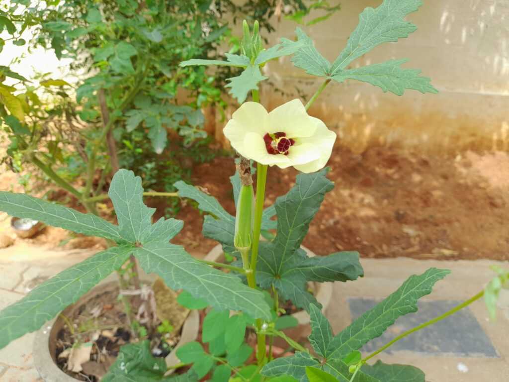 okra plant