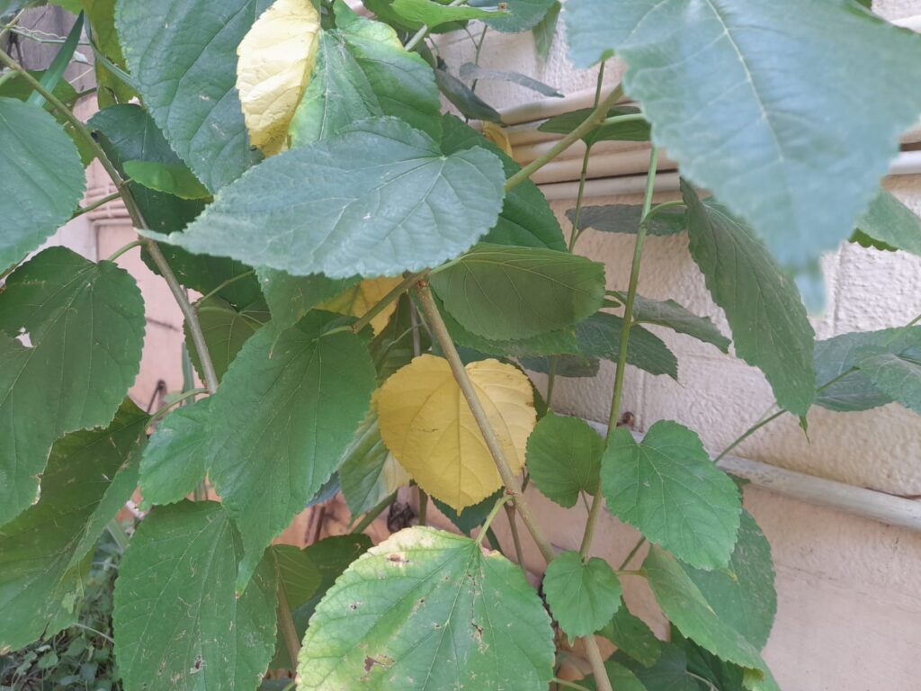 leaves turning yellow