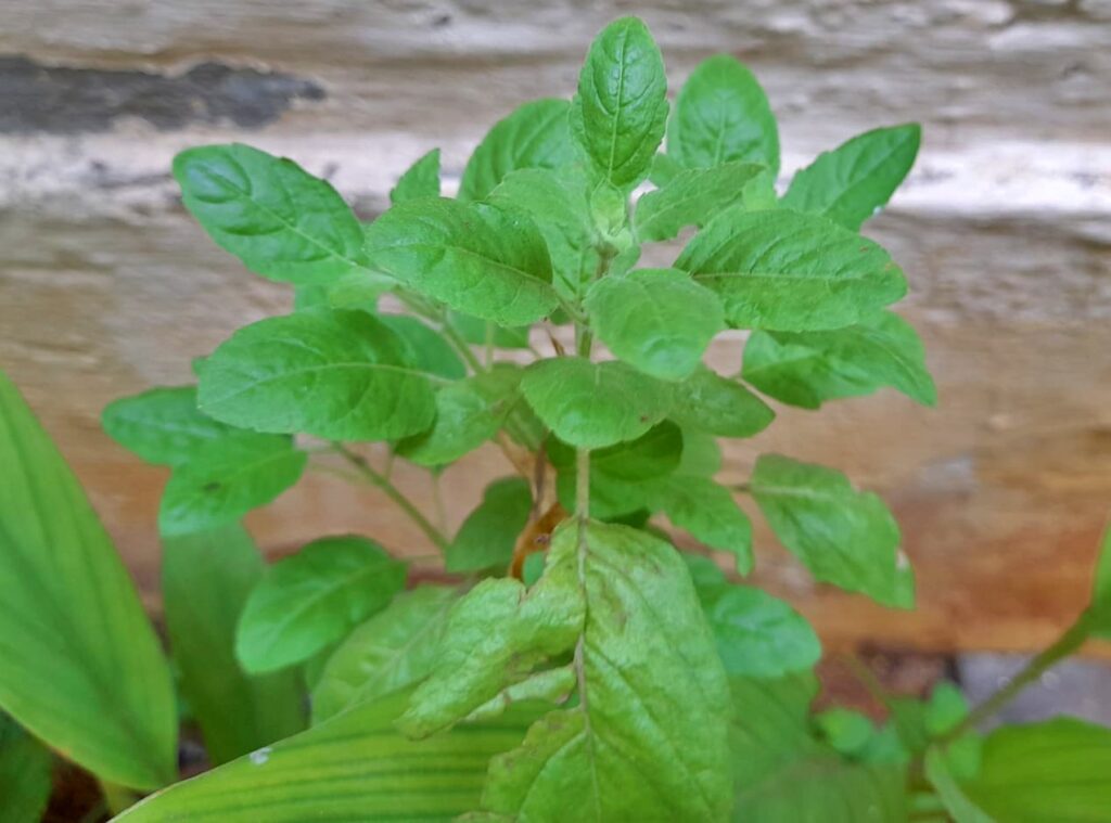 basil for growing in your kitchen garden.