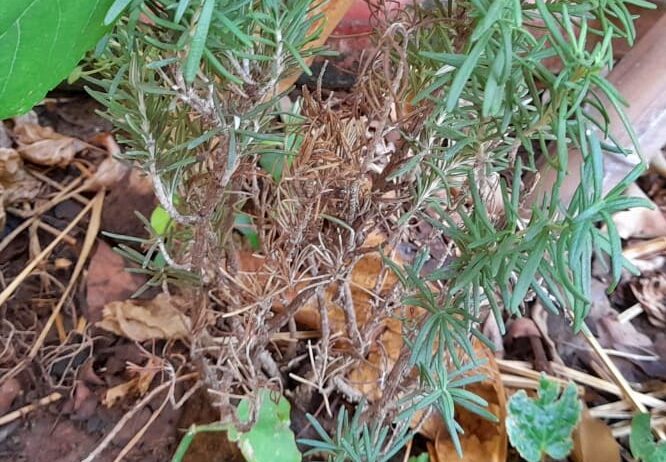 dying rosemary