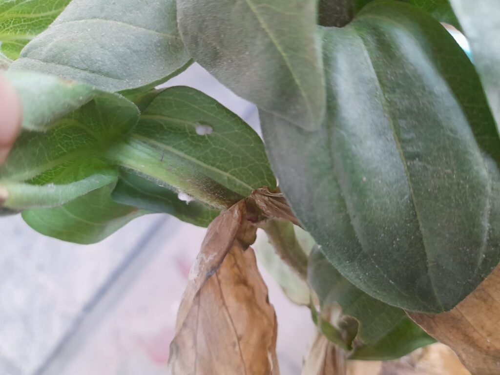 white mold on plants
