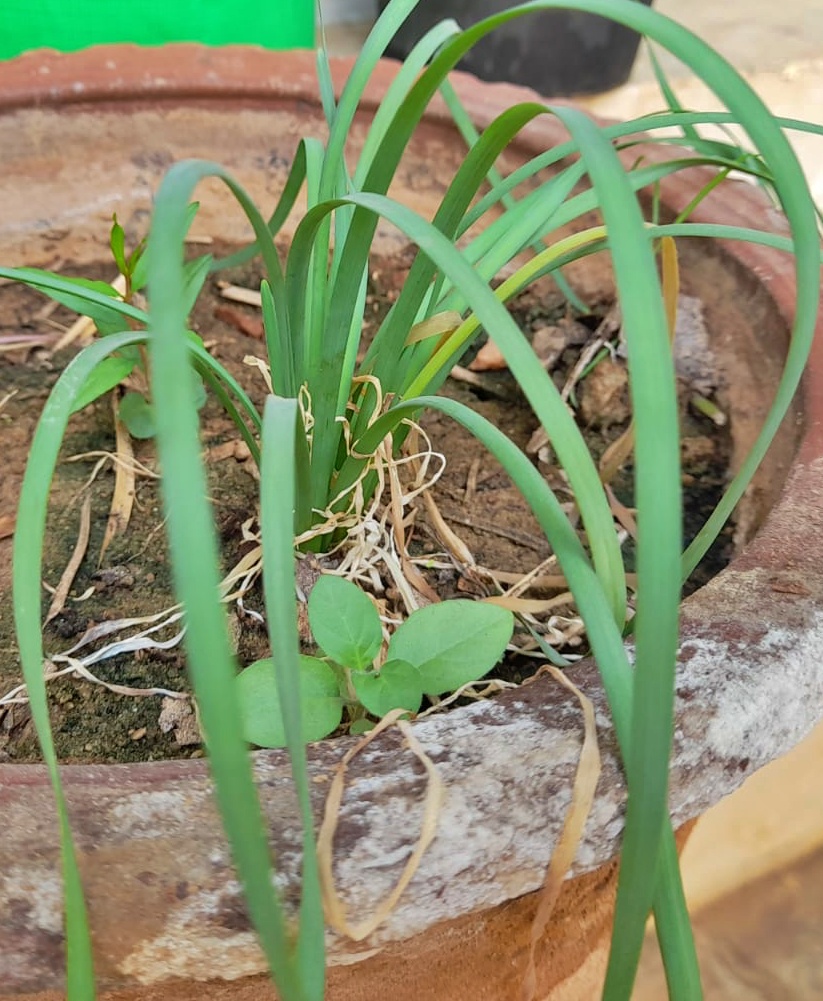 chives in a container