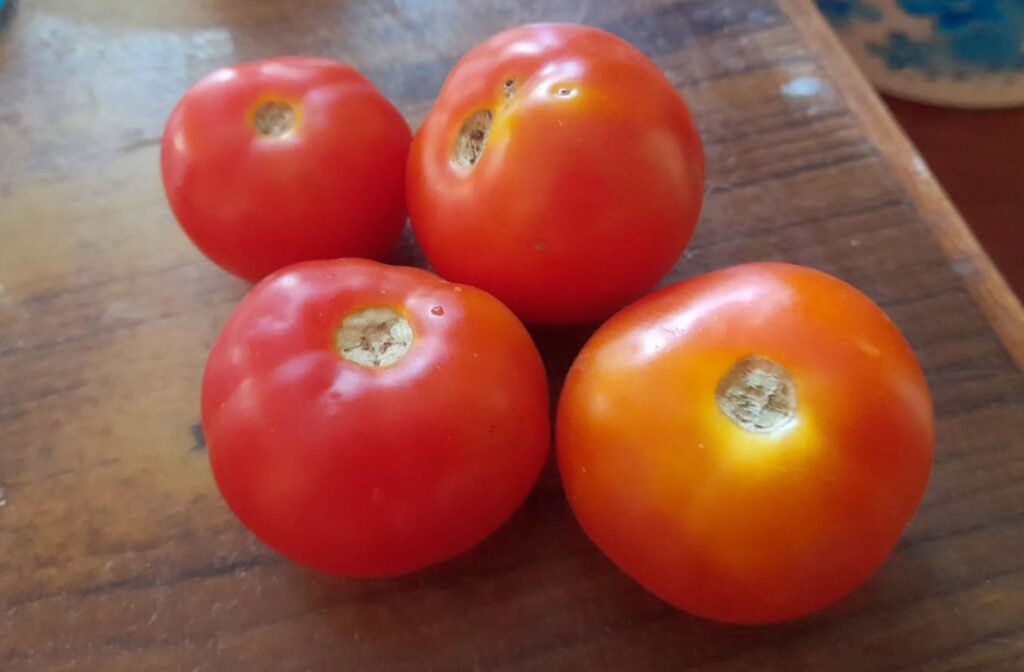 tomatoes