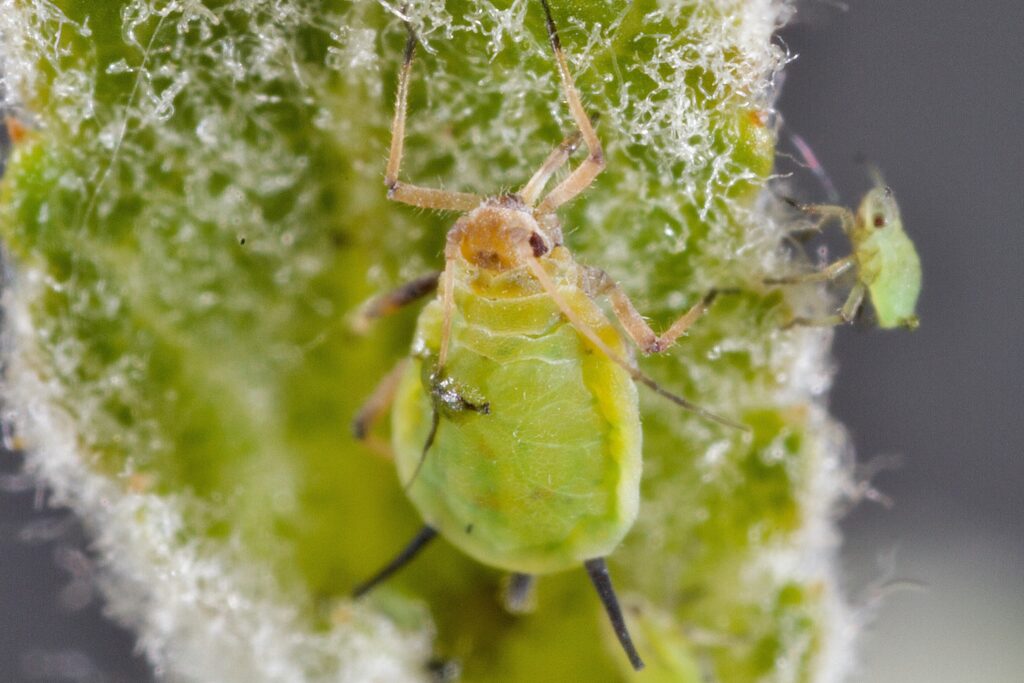 control aphids