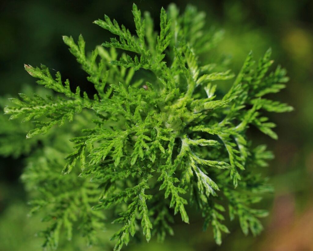 mugwort