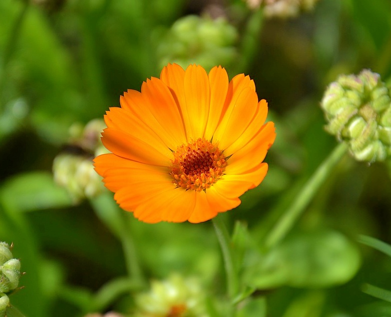 calendula