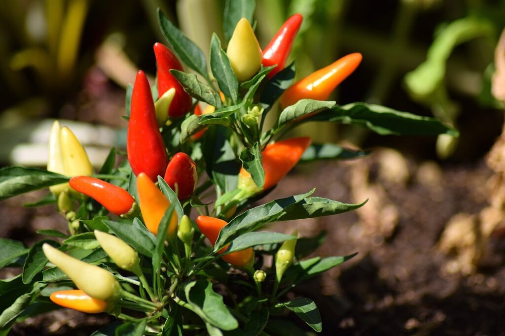 chilli pepper plant