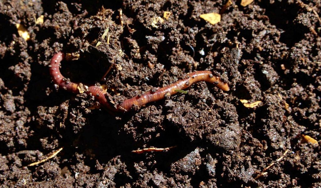 vermicompost