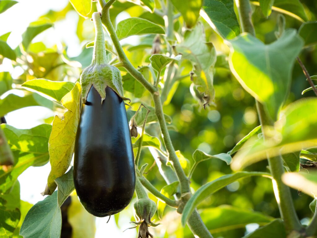 mature eggplant