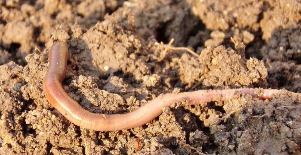 earthworms