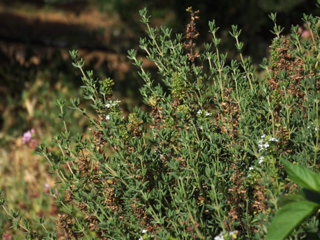 thyme