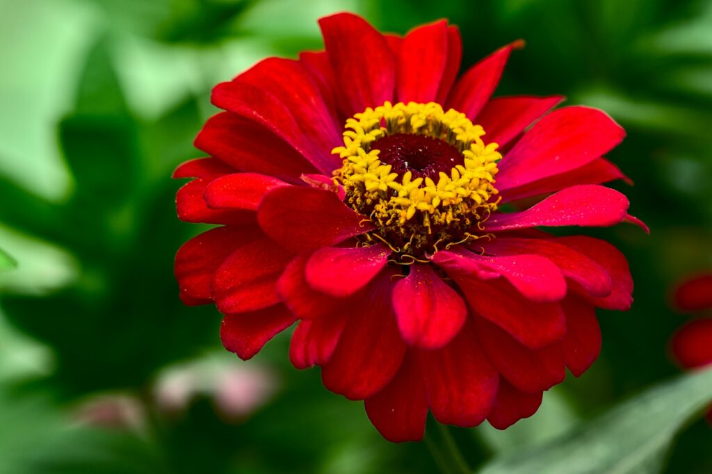 plant zinnia