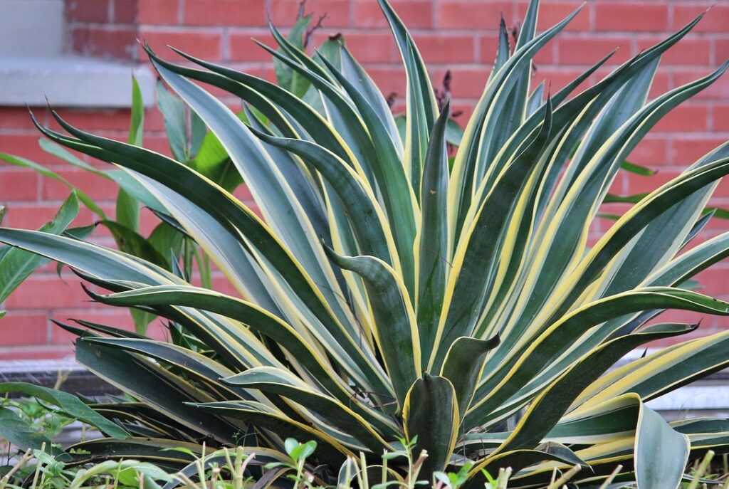 snake plant