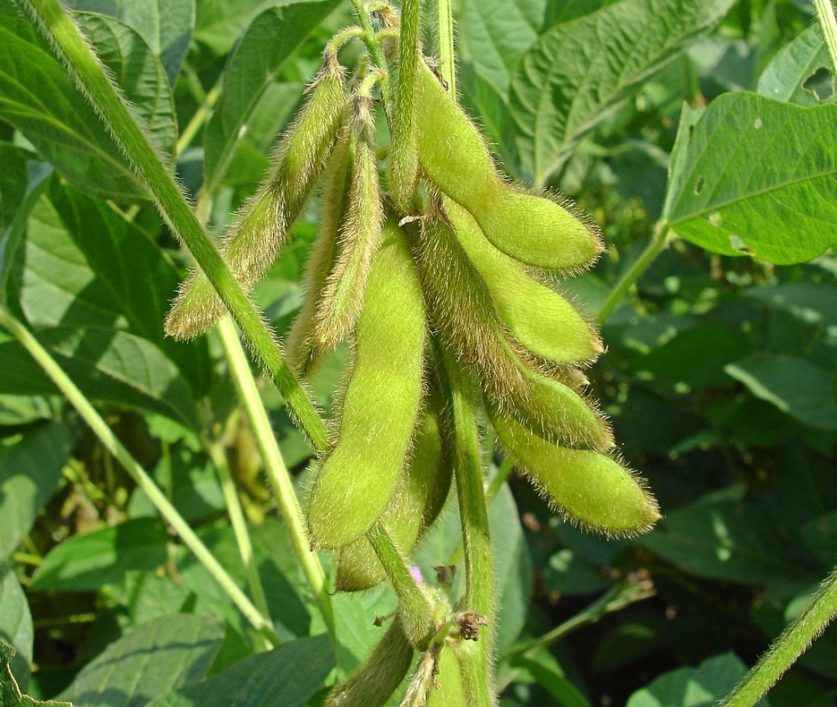 soybeans