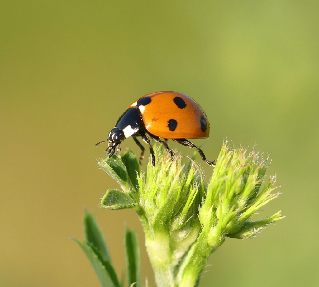 lady bug a beneficial insect