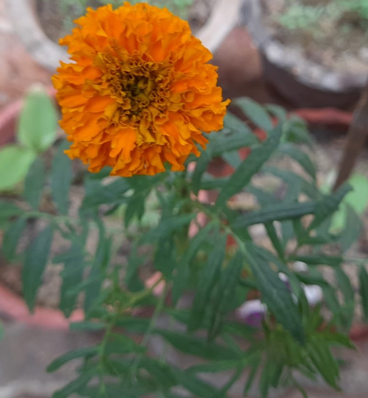 marigolds