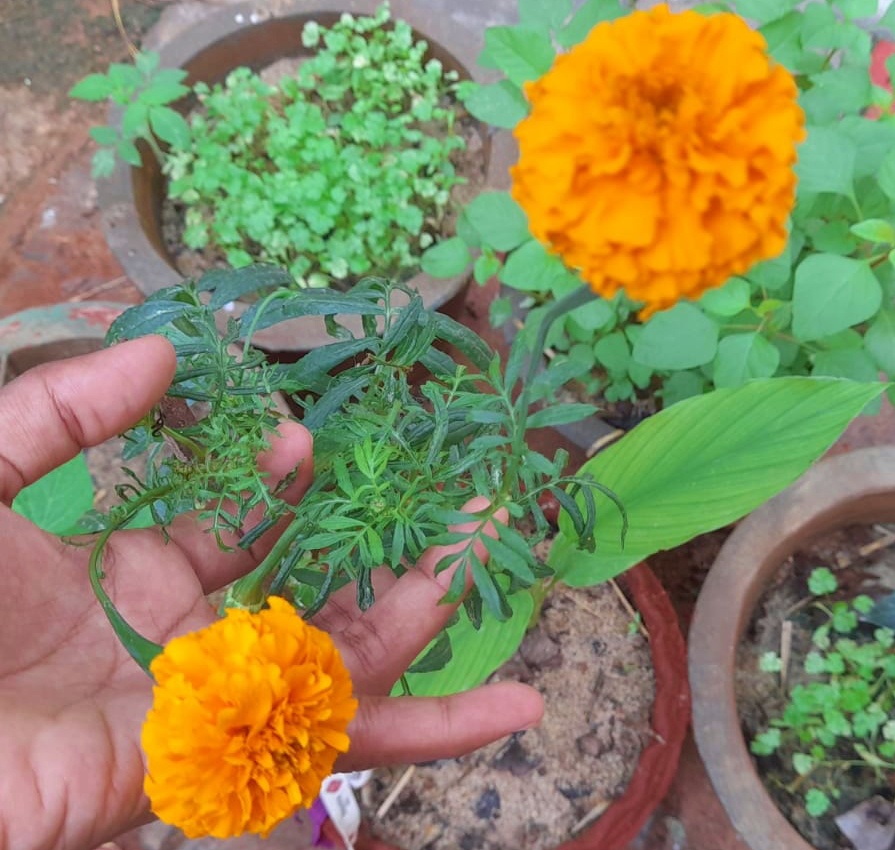 growing marigold flowers.