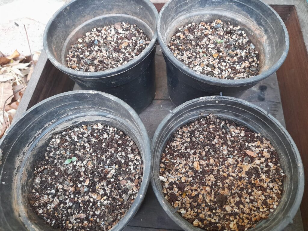 seed starting mix