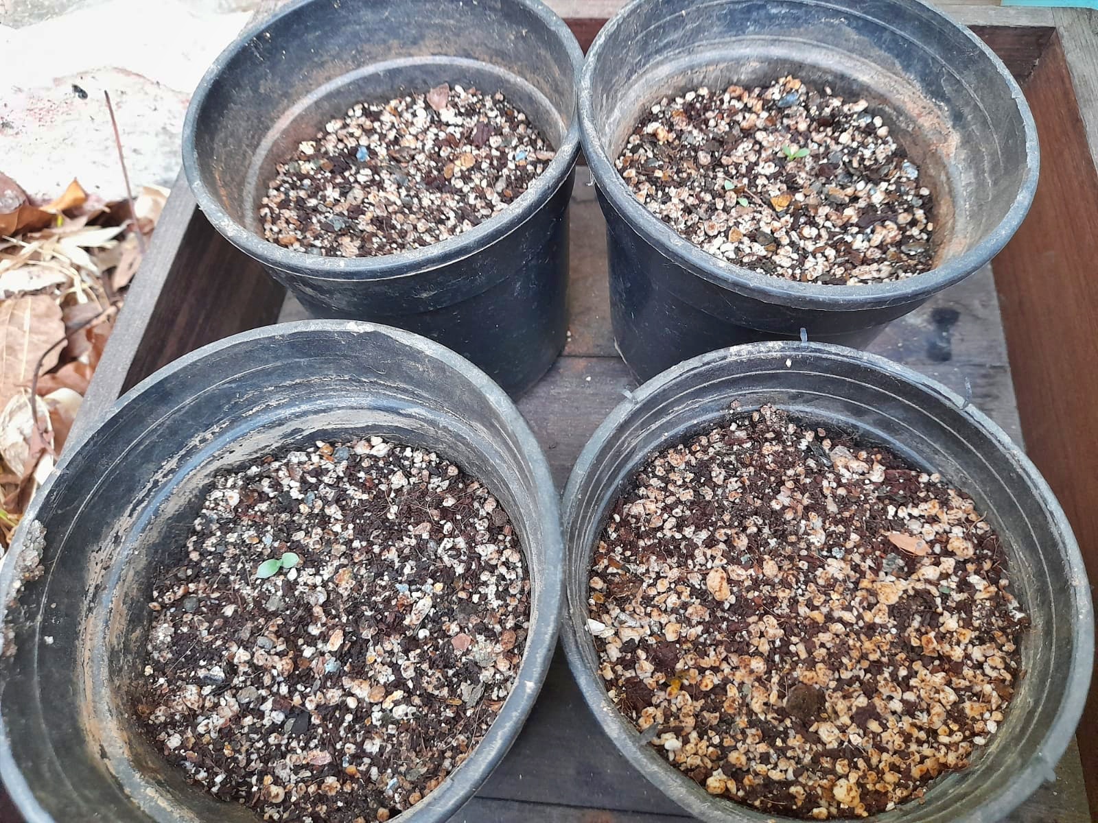 start seeds indoors