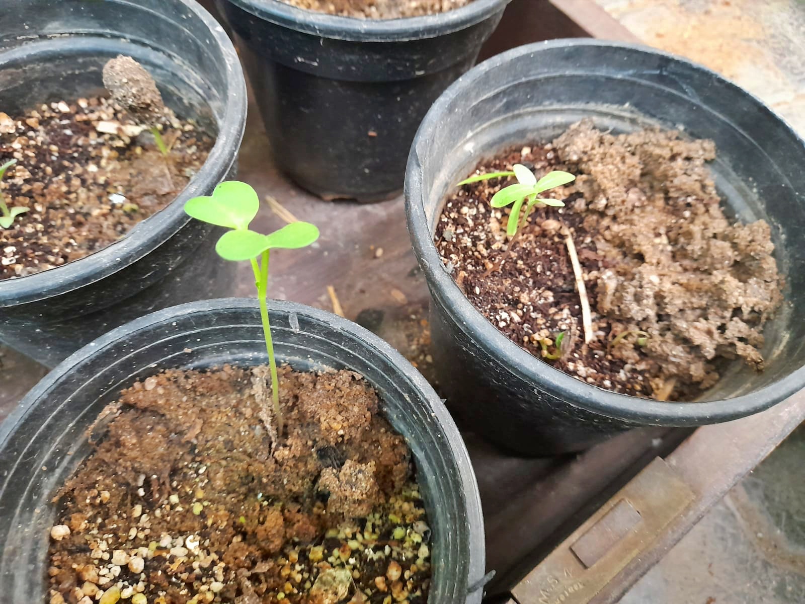 seed starting indoors