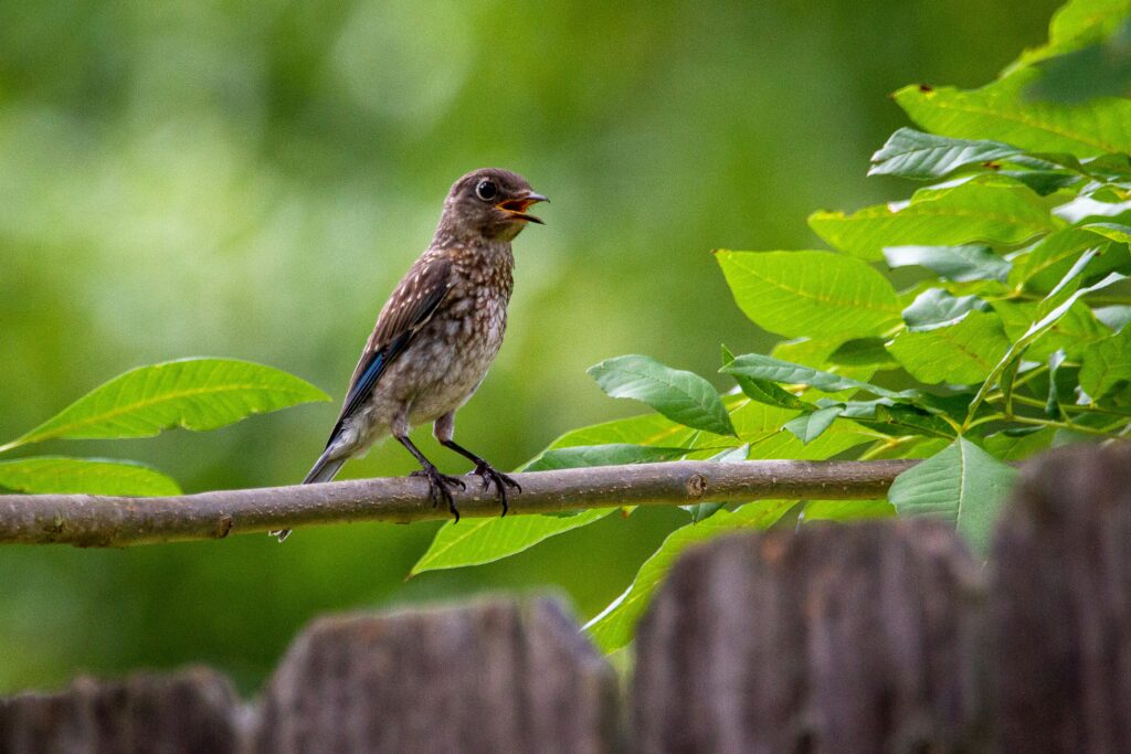 landscaping with native plants