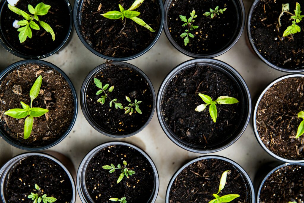 hardening off seedlings