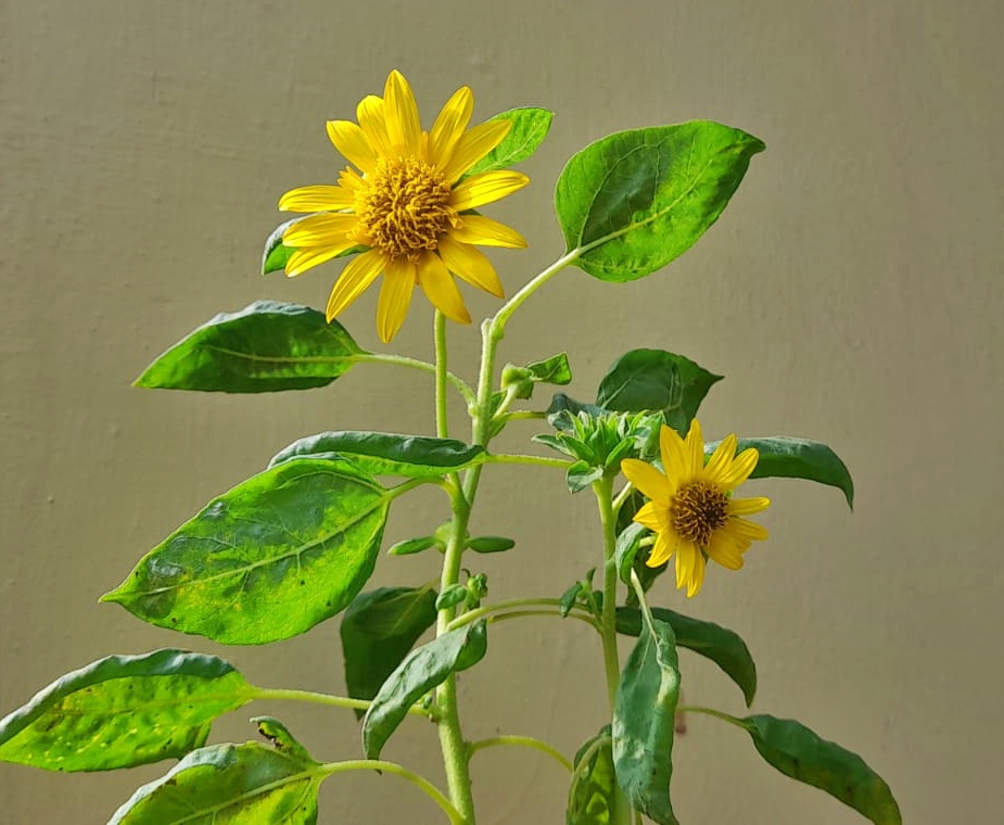 plant sunflowers