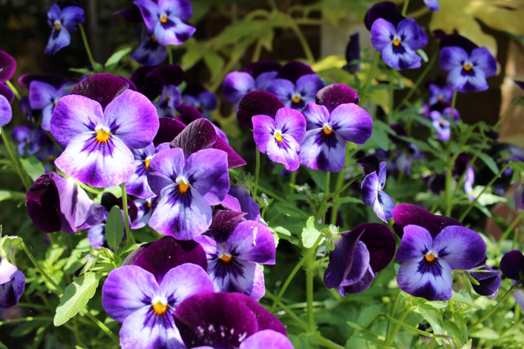 pansies