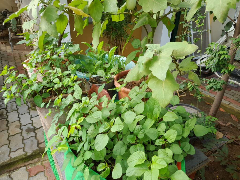 vegetable garden