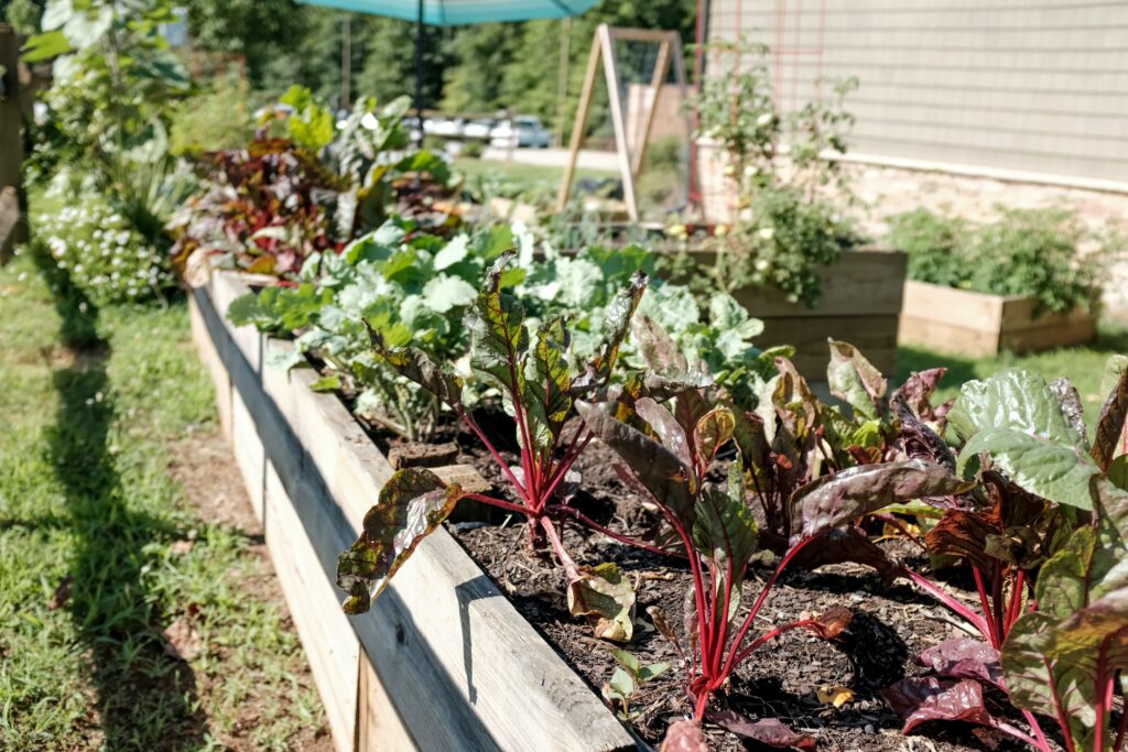 vegetable garden for beginners