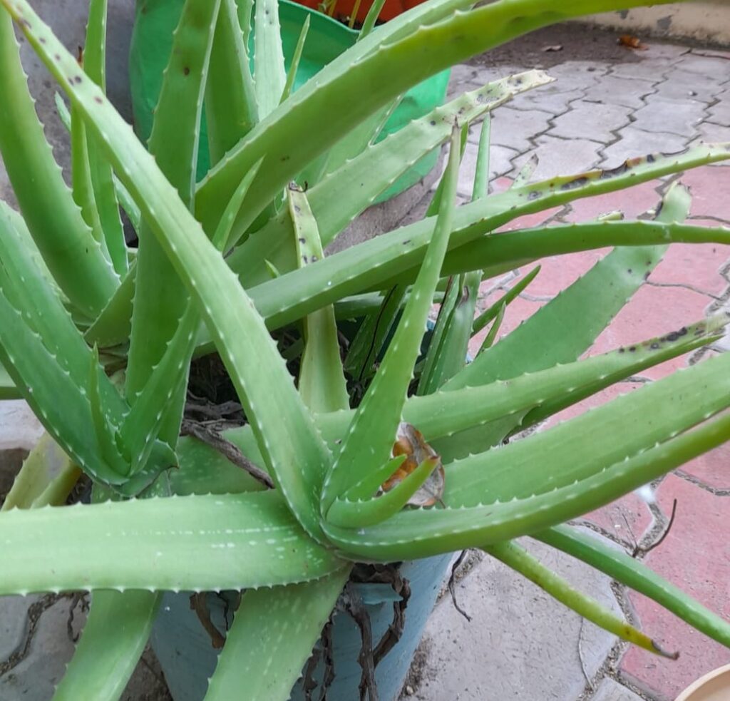 aloe vera as rooting hormone