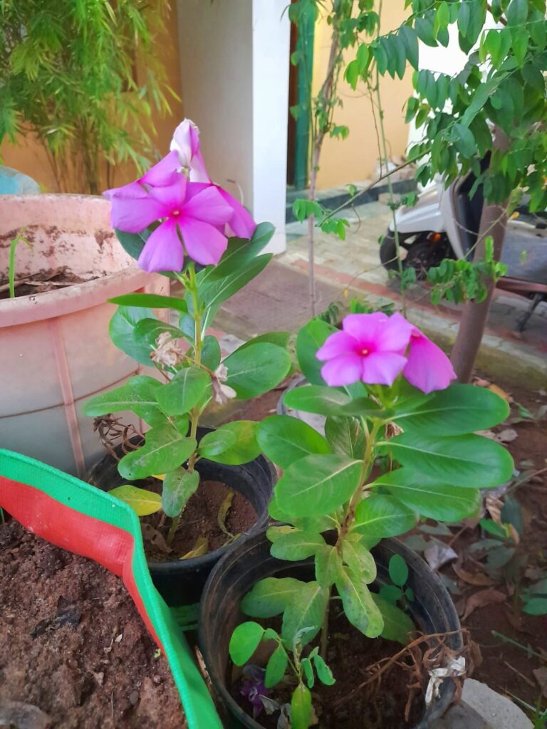 vinca flowers