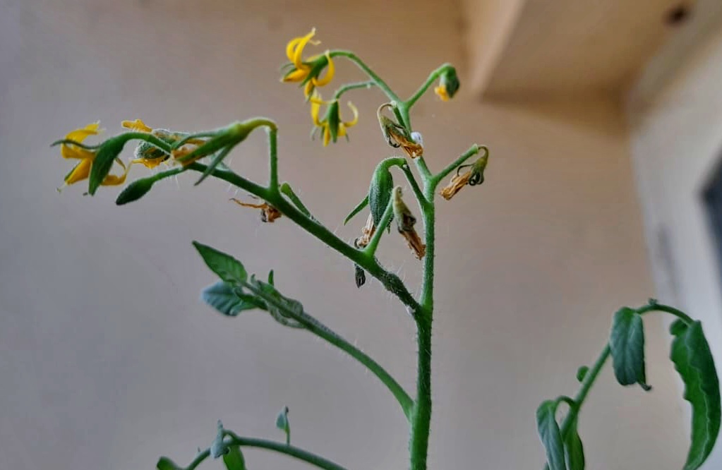 blossom drop in tomato plants